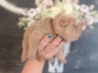 Willow, a female Chinese Shar-Pei for sale in Lehigh Acres, FL – Photo 6 of 7