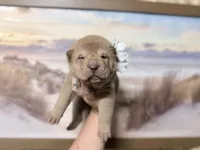 Darcy, a female Chinese Shar-Pei for sale in Lehigh Acres, FL – Photo 3 of 5