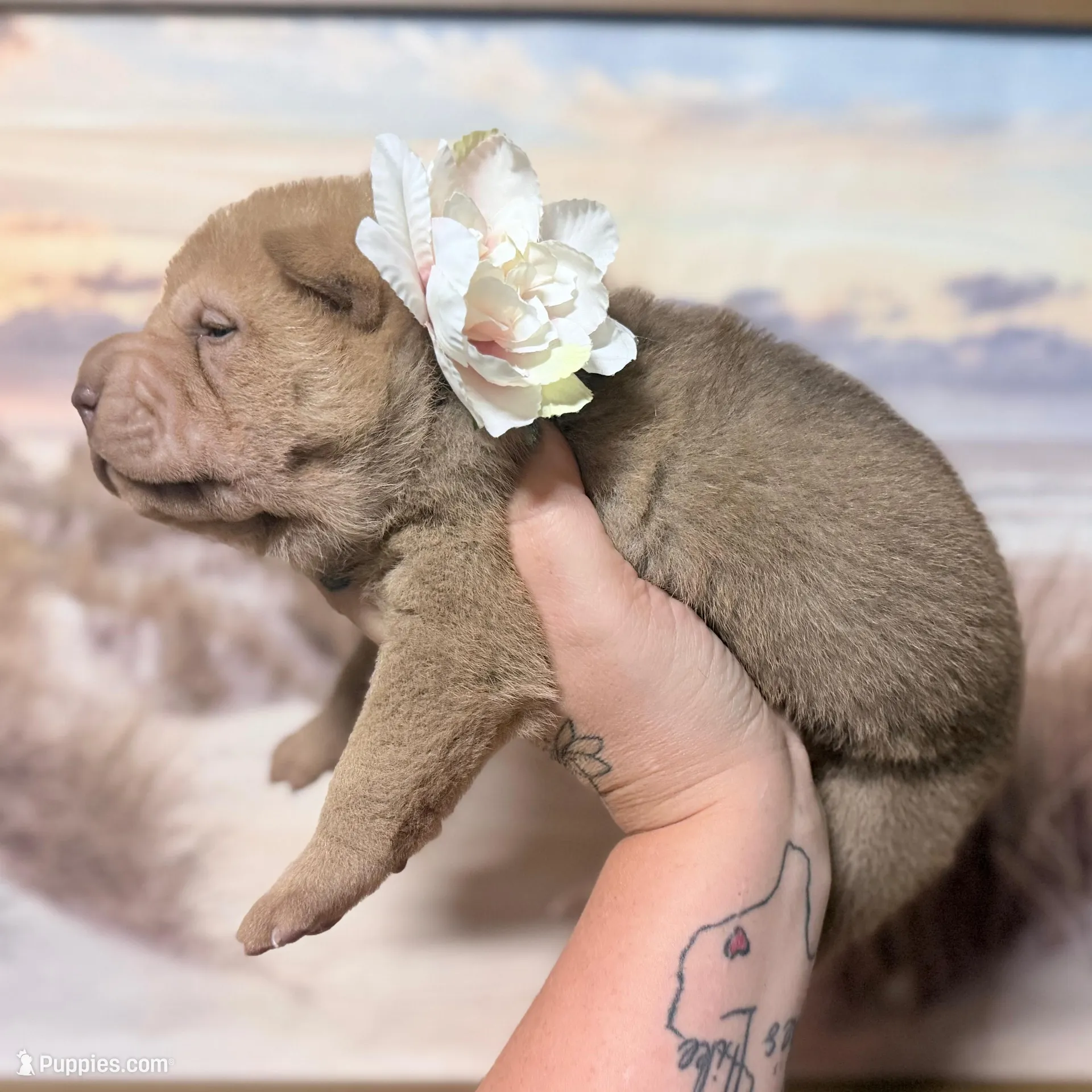 Darcy – Chinese Shar-Pei puppy for sale in Lehigh Acres, FL