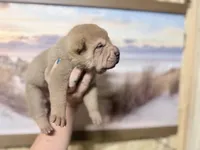 Darcy, a female Chinese Shar-Pei for sale in Lehigh Acres, FL – Photo 4 of 5