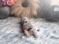 Hank N Beans, a male Chinese Shar-Pei for sale in Lehigh Acres, FL – Photo 7 of 8