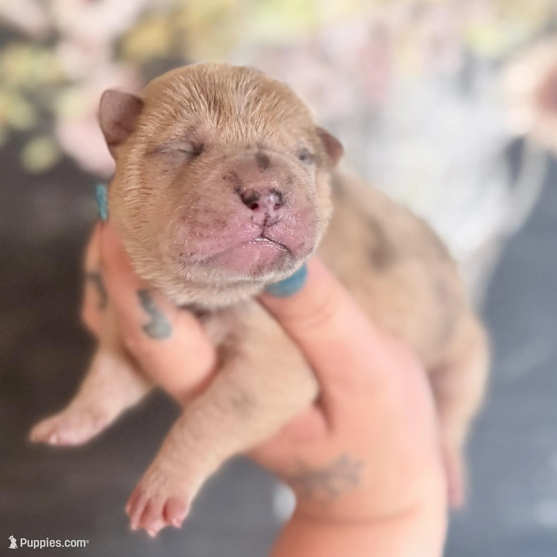 Beef Cake – Chinese Shar-Pei puppy for sale in Lehigh Acres, FL