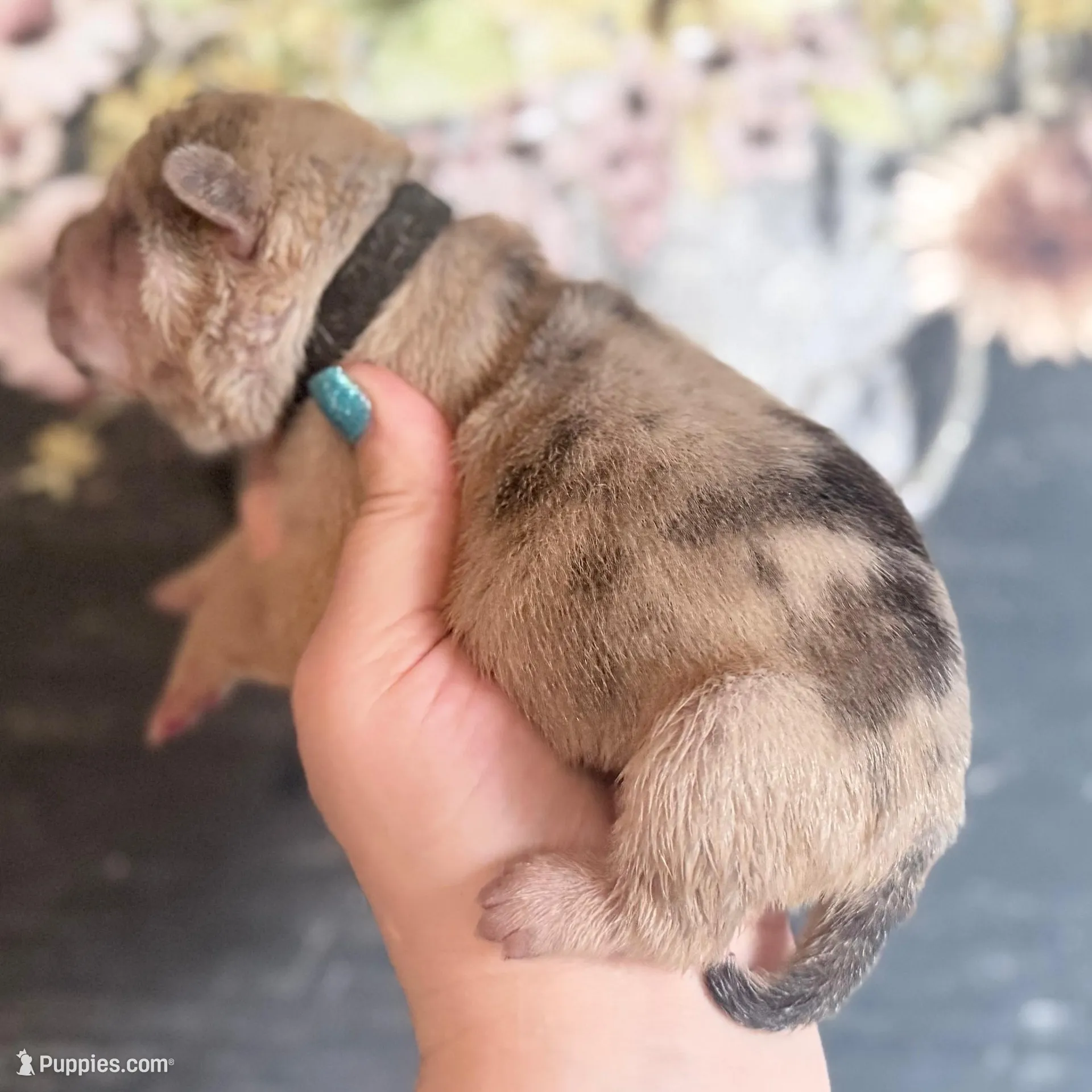 Beef Cake, a male Chinese Shar-Pei for sale in Lehigh Acres, FL – Photo 3 of 6
