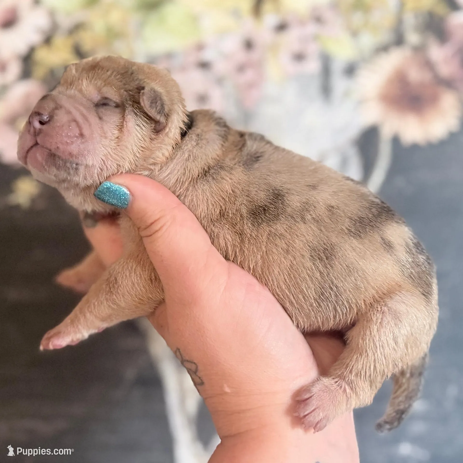 Beef Cake, a male Chinese Shar-Pei for sale in Lehigh Acres, FL – Photo 2 of 6