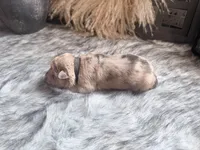 Beef Cake, a male Chinese Shar-Pei for sale in Lehigh Acres, FL – Photo 6 of 6