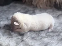 Pine, a male Chinese Shar-Pei for sale in Lehigh Acres, FL – Photo 5 of 7