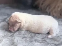 Pine, a male Chinese Shar-Pei for sale in Lehigh Acres, FL – Photo 7 of 7