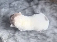 Pine, a male Chinese Shar-Pei for sale in Lehigh Acres, FL – Photo 4 of 7