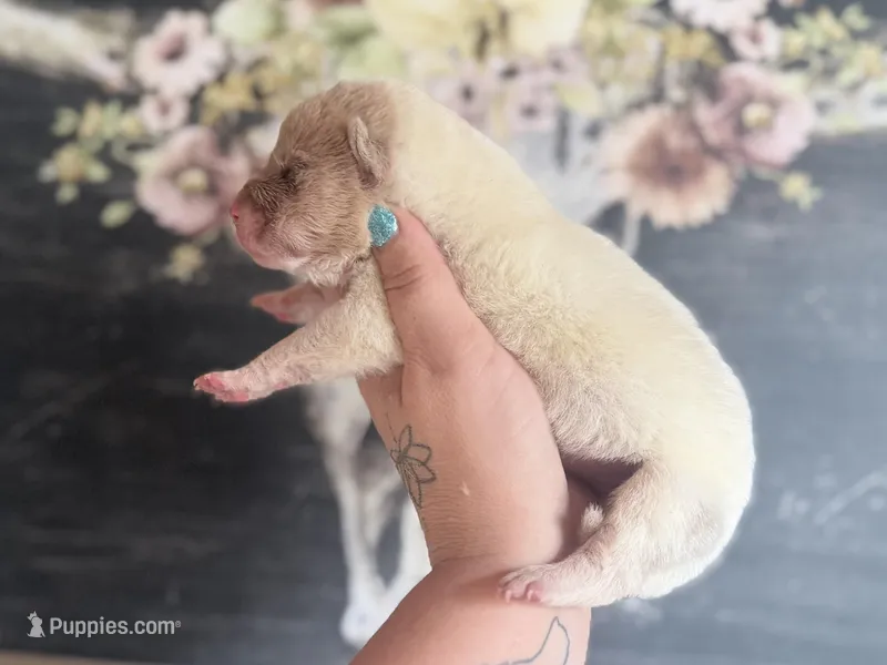 Pine – Chinese Shar-Pei puppy for sale in Lehigh Acres, FL