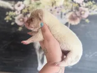 Pine, a male Chinese Shar-Pei for sale in Lehigh Acres, FL – Photo 1 of 7