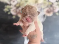 Pine, a male Chinese Shar-Pei for sale in Lehigh Acres, FL – Photo 2 of 7