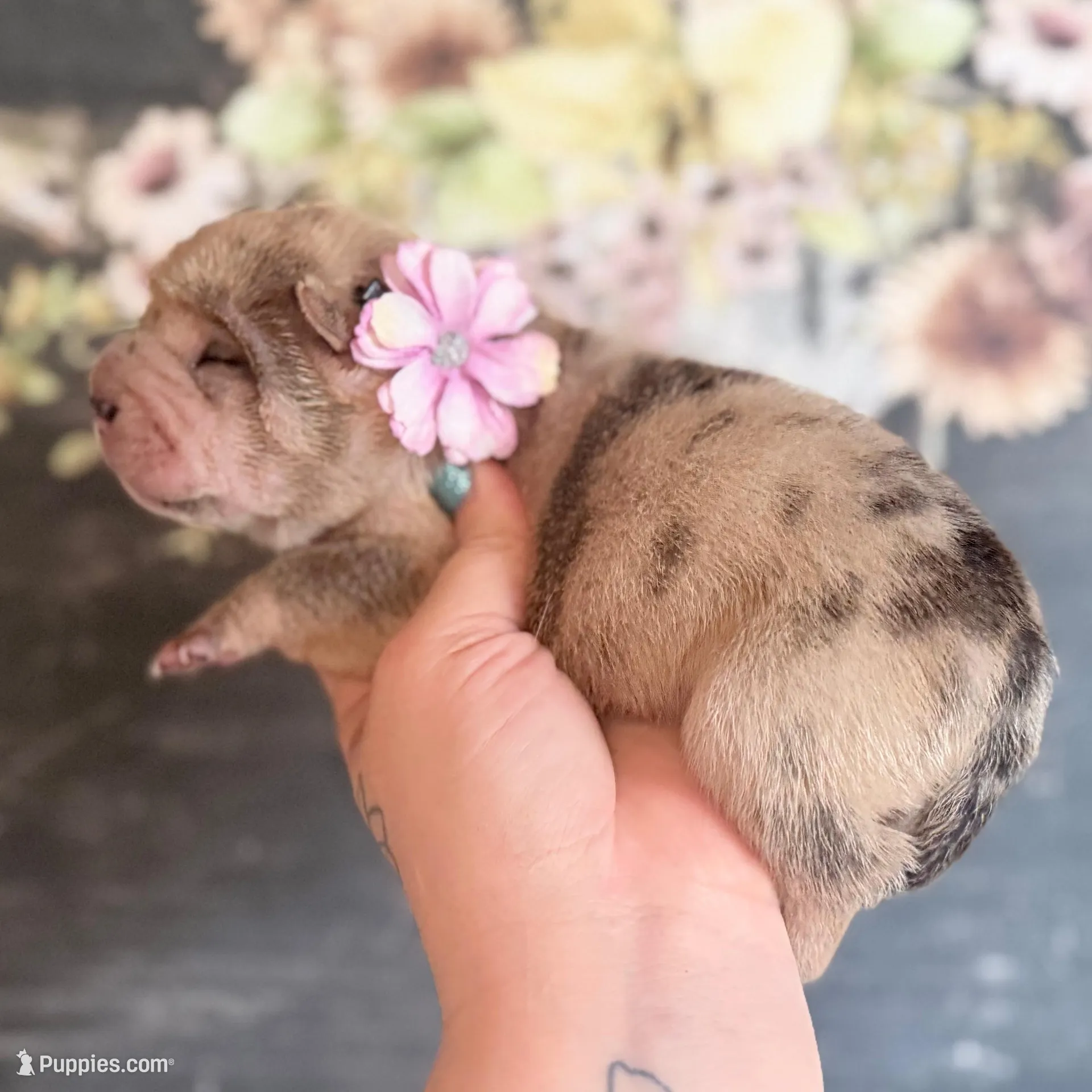 Jelly Belly – Chinese Shar-Pei puppy for sale in Lehigh Acres, FL