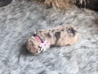 Jelly Belly, a female Chinese Shar-Pei for sale in Lehigh Acres, FL – Photo 7 of 7