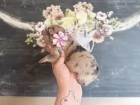 Jelly Belly, a female Chinese Shar-Pei for sale in Lehigh Acres, FL – Photo 5 of 7