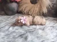 Jelly Belly, a female Chinese Shar-Pei for sale in Lehigh Acres, FL – Photo 6 of 7