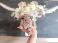 Jelly Belly, a female Chinese Shar-Pei for sale in Lehigh Acres, FL – Photo 2 of 7