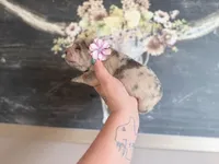 Jelly Belly, a female Chinese Shar-Pei for sale in Lehigh Acres, FL – Photo 4 of 7