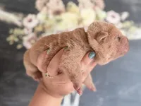 Mangrove, a male Chinese Shar-Pei for sale in Lehigh Acres, FL – Photo 3 of 6