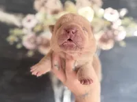 Mangrove, a male Chinese Shar-Pei for sale in Lehigh Acres, FL – Photo 2 of 6