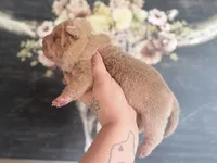 Mangrove, a male Chinese Shar-Pei for sale in Lehigh Acres, FL – Photo 1 of 6