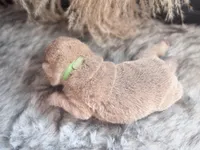 Mangrove, a male Chinese Shar-Pei for sale in Lehigh Acres, FL – Photo 5 of 6