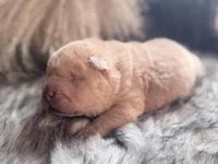 Mangrove, a male Chinese Shar-Pei for sale in Lehigh Acres, FL – Photo 4 of 6