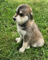 Linda, a female Huskydoodle for sale in Fairbury, NE – Photo 1 of 7