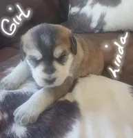 Linda, a female Huskydoodle for sale in Fairbury, NE – Photo 2 of 7