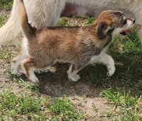 Linda, a female Huskydoodle for sale in Fairbury, NE – Photo 6 of 7
