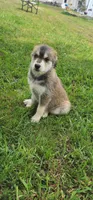 Linda, a female Huskydoodle for sale in Fairbury, NE – Photo 7 of 7