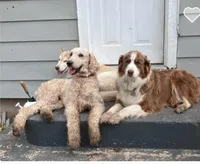 Linda, a female Huskydoodle for sale in Fairbury, NE – Photo 3 of 7