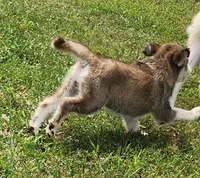 Linda, a female Huskydoodle for sale in Fairbury, NE – Photo 5 of 7