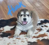 Huck, a male Huskydoodle for sale in Fairbury, NE – Photo 7 of 7