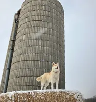 Huck, a male Huskydoodle for sale in Fairbury, NE – Photo 4 of 7