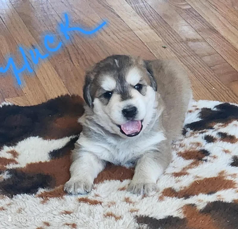 Huck, a male Huskydoodle for sale in Fairbury, NE – Photo 1 of 7