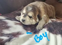 Huck, a male Huskydoodle for sale in Fairbury, NE – Photo 2 of 7