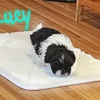 Lucy, a female Shih Tzu for sale in Fairbury, NE – Photo 4 of 5