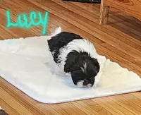 Lucy/pending, a female Shih Tzu for sale in Fairbury, NE – Photo 4 of 5