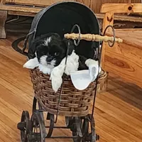 Lucy, a female Shih Tzu for sale in Fairbury, NE – Photo 3 of 5