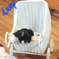 Lucy, a female Shih Tzu for sale in Fairbury, NE – Photo 2 of 5