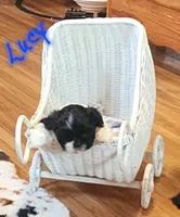 Lucy/pending, a female Shih Tzu for sale in Fairbury, NE – Photo 2 of 5