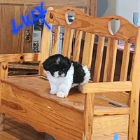 Lucy, a female Shih Tzu for sale in Fairbury, NE – Photo 1 of 5