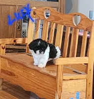 Lucy/pending, a female Shih Tzu for sale in Fairbury, NE – Photo 1 of 5