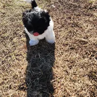 Lucy, a female Shih Tzu for sale in Fairbury, NE – Photo 5 of 5