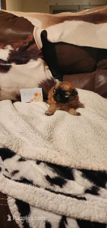 Bonnie – Shih Tzu puppy for sale in Fairbury, NE