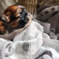 Darren, a male Shih Tzu for sale in Fairbury, NE – Photo 1 of 6