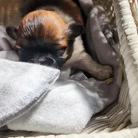 Darren, a male Shih Tzu for sale in Fairbury, NE – Photo 2 of 6