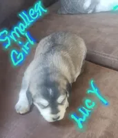 Lucy/pending, a female Huskydoodle for sale in Fairbury, NE – Photo 2 of 2