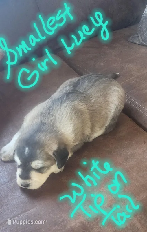 Lucy/pending, a female Huskydoodle for sale in Fairbury, NE – Photo 1 of 2