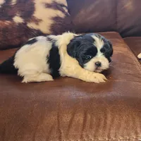 Linda/pending , a female Shih Tzu for sale in Fairbury, NE – Photo 5 of 10